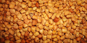 Small Vigna Sinensis beans for export