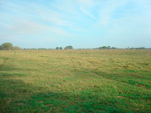 Agriculture land for sale in Chiriqui Panama